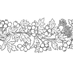Hawthorn Branch with Flowers, Berries and Leaves Outline Horizontal Seamless Pattern. Vector isolated for design or decoration.