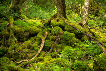 富士山の樹海の苔の生える世界