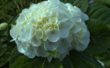 Hydrangea flower, hand holding hydrangea flower