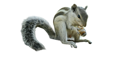 Indian Palm Squirrel PNG [Funambulus palmarum]. Striped Rodent Isolated for Wildlife, Nature, and Educational Designs