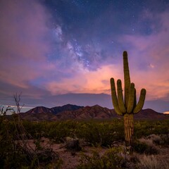 Desert night sky with cactus