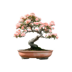 A small bonsai tree in a ceramic pot
