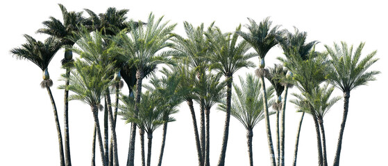 Set of Rhopalostylis sapida and Phoenix canariensis frontal isolated png on a transparent background perfectly cutout	