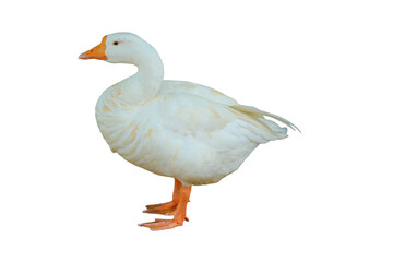 Domestic Goose PNG [Anser anser domesticus]. Farm Waterfowl Isolated for Agriculture, Poultry, and Wildlife Designs