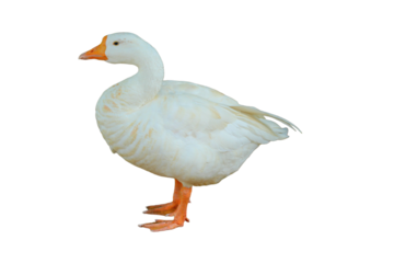 Domestic Goose PNG [Anser anser domesticus]. Farm Waterfowl Isolated for Agriculture, Poultry, and Wildlife Designs