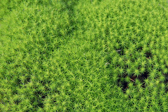 日本：苔をアップ／北八ヶ岳の雨池・8月