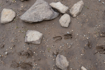 日本：雨池／湖畔の動物（鹿？）の足跡【北八ヶ岳】長野県佐久穂町