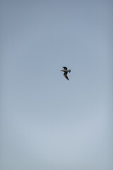 A single seagull glides in the clear, empty sky, its wings spread wide against a serene and minimalist blue and gray backdrop.
