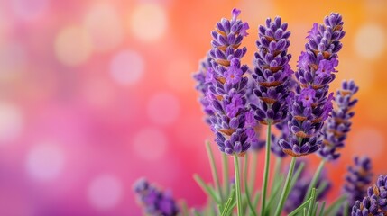 Fototapeta premium Vibrant Lavender Blossoms Against a Soft Bokeh Background
