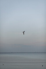 A lonely seagull soars above the calm, gray sea under a vast, soft sky. The horizon line is clean, conveying a sense of peace and freedom.
