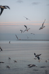 A flock of seagulls flies and rests over the tranquil sea, with a soft horizon and subtle light on a calm, overcast day.