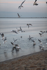 A flock of seagulls flies and rests over the tranquil sea, with a soft horizon and subtle light on a calm, overcast day.