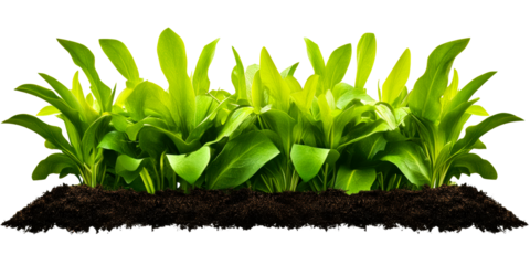 Lush green plants growing from rich soil cutaway