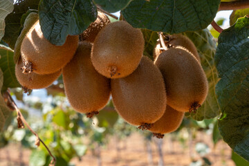New harvest of golden or green kiwi, hairy fruits hanging on kiwi tree in orchard in Italy, Lazio