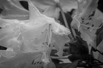 Eine zarte Blüte, eingefangen in feinen Graustufen. Regentropfen schmiegen sich an die weichen...