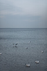 A serene, wide shot of a calm, gray sea with a group of seagulls floating and flying over the water under an overcast sky.
