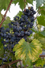 Fototapeta premium Bunches of red wine merlot grapes ripening on green vineyards in Campo Soriano near Terracina, Lazio, Italy
