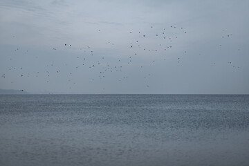  A flock of birds flying above a calm, vast body of water under a muted, gray sky. The image...