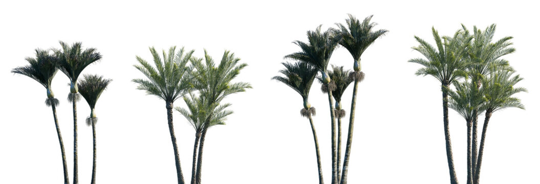 Set of Rhopalostylis sapida and Phoenix canariensis frontal isolated png on a transparent background perfectly cutout	
