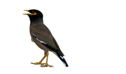 Common Myna Bird PNG [Acridotheres tristis]. Bright-Eyed Urban Songbird Isolated for Wildlife,...