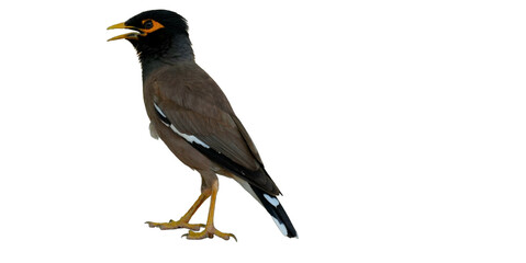 Common Myna Bird PNG [Acridotheres tristis]. Bright-Eyed Urban Songbird Isolated for Wildlife, Birdwatching, and Nature-Inspired Designs