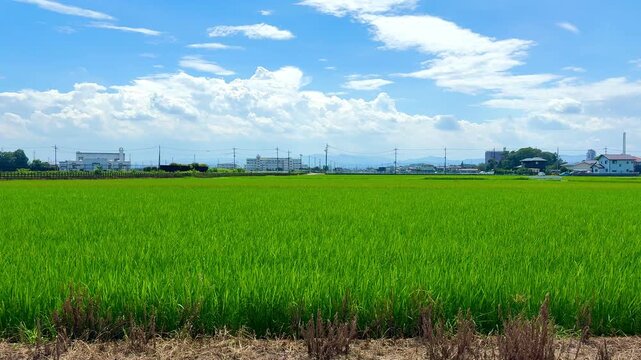 Beutiful rural scenery with rice field and cumulonimbus clouds in Kumagaya, Saitama, Japan