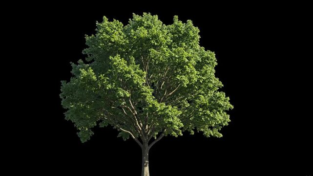 Full tree with green leaves set against a black background