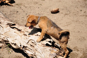 dog on the beach