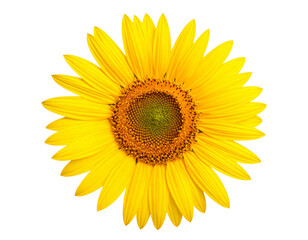 Naklejka premium sunflower isolated on white background