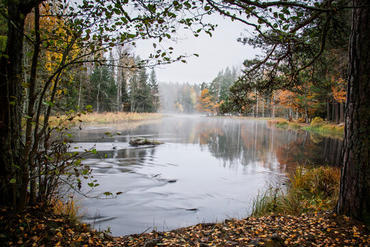 Fototapeta Swedish river and natural salmon area in autumn. Farnebnofjarden national park in north o Sweden.
