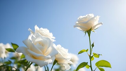 White roses against a clear blue sky, softly highlighted by natural sunlight.
