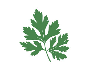 Isolated green coriander leaf vector illustration. Culinary herb, botanical design element.