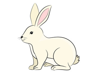 Rabbit on a white background.