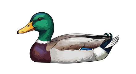 Obraz premium realistic mallard duck illustration transparent background for design projects