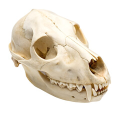 dog skull side view isolated on transparent background png