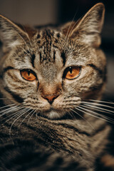 Fototapeta premium portrait of a tabby cat