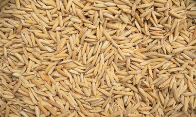 Top view of paddy rice and rice seed on the floor, Background and wallpaper by pile of paddy rice seed,