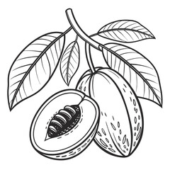 malabar plum on white background 