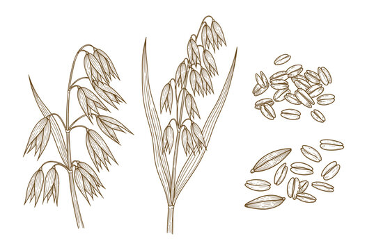 Hand drawn illustration of oat plants and seeds. Perfect for agricultural or food related designs.