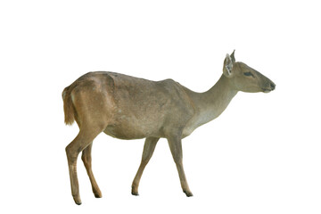 Nilgai PNG [Boselaphus tragocamelus]. Large Asian Antelope Isolated for Wildlife, Zoology, and Nature Conservation Designs