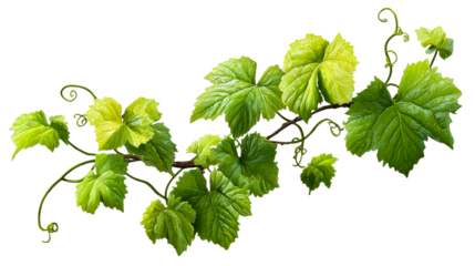 Vine with green leaves and tendrils