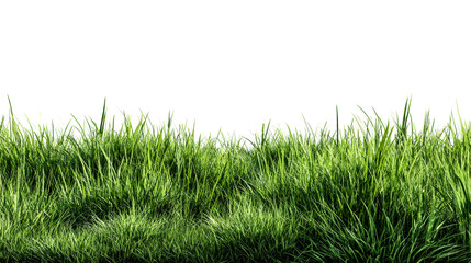 Dense lush green grass blades on transparent background