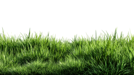 Dense lush green grass blades on transparent background