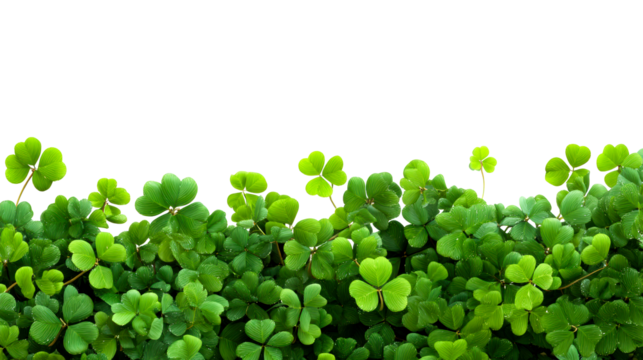 Green clover plant with leaves isolated on white