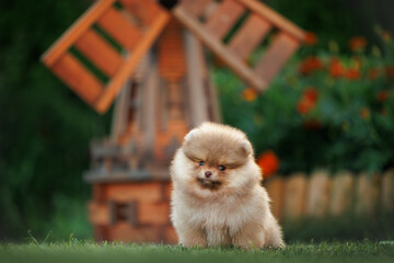 cute pomeranian spitz puppy sitting in the garden