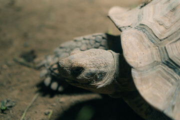 The African spurred tortoise , Centrochelys sulcata, a native species of the Sahara Desert