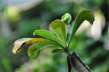 Fresh new green leaves with blur background.