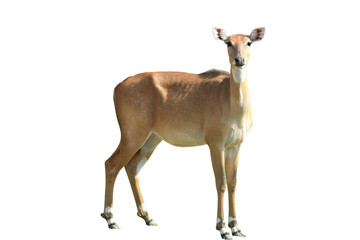 Nilgai PNG [Boselaphus tragocamelus]. Large Asian Antelope Isolated for Wildlife, Zoology, and Nature Conservation Designs