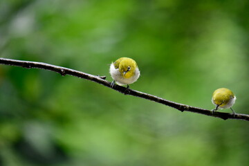 vibrant Sri Lanka White-eyes perched on a branch, their yellow-olive plumage and distinctive white...