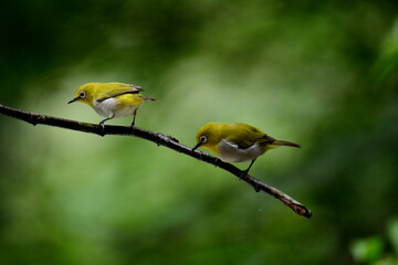 vibrant Sri Lanka White-eyes perched on a branch, their yellow-olive plumage and distinctive white...